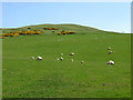 A pasture field at Bonchester Hill