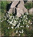 Common Scurvygrass (Cochlearia officinalis)