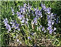 NJ6465 : Spanish Bluebells (Hyacinthoides hispanica) by Anne Burgess