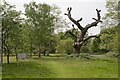 Scout Camp site in Cranbury Park