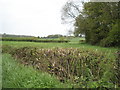 Farmland opposite Bridge Meadow