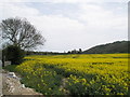 Looking eastwards from just past April Cottage, New Lane