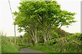 The Churchfield Road near Ballycastle (1)