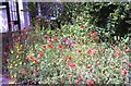 Bank of wildflowers outside Craft Centre