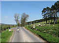 Lambs on the road by Bonchester Farm