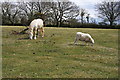 Grazing on Downland