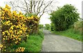 Breen forest near Ballycastle (1)