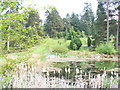 Lake in Bedgebury Pinetum