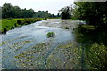 Frome upstream of Lewell Mill bridge