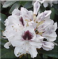 Rhododendron in Cannizaro Park