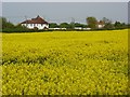 Farmland, Holyport