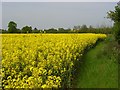 Farmland, Holyport