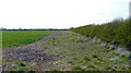 Field and hedge north of Manor Farm