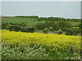 Rape crops from Scrooby Lane