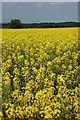 Oil seed rape field, Besford