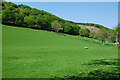 Farmland near Brynteg farm