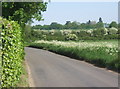 Lane from Barningham towards Coney Weston