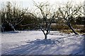 Snowy trees