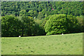 Field east of the Afon Tywi