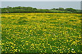 ST7772 : A carpet of buttercups by Sharon Loxton