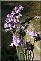 NO8574 : Wild Hyacinth by Anne Burgess
