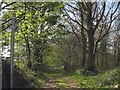 Track with public rights of way through Coed Henblas woods