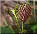 Young alder leaves