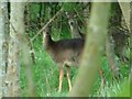 Deer in Wellesbourne Wood