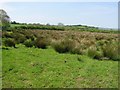 Ballywildrick Townland