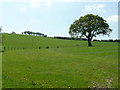 Oak tree and pasture