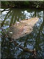 Mixed flotsam, River Tone