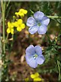 Flax near the River Tone