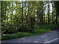 Roadside woodland near Eccleston Hall