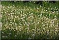 Dandelion clocks, Gatcombe