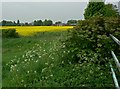 View towards Grange Farm in Buckminster