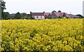 Rape Field, Hanley Castle