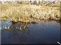 Reed reflections