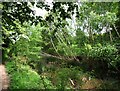 The disused Barnsley Canal