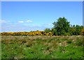 Glasson Moss National Nature Reserve