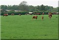 Cattle near Saltby Heath Farm