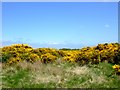 Gorse at Glasson