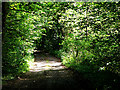 Footpath through woodland