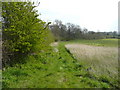 Hawthorn hedge