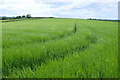 Field of Barley