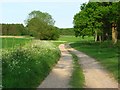 Track beside Thorn Copse near Stockbridge