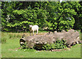 A lamb on a log, Forest of Dean