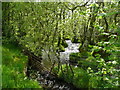 Upper Gladestry Brook