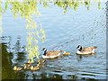 Canada Geese and young on the River Great Ouse