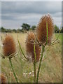 Teasels by the Thames Path near Ashton Keynes