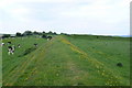 Poundbury Hill Fort